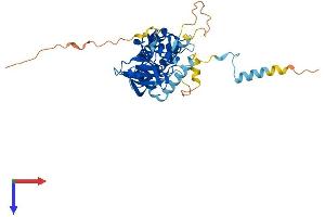 AlphaFold protein structure predicition of Mouse Recombinant Mapkapk3 Protein, UniprotID Q3UMW7