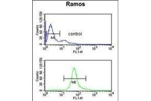 CBS Antibody (N-term) (ABIN1881141 and ABIN2841140) flow cytometric analysis of Ramos cells (bottom histogram) compared to a negative control cell (top histogram). (CBS anticorps  (N-Term))