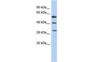 Image no. 1 for anti-C1q and Tumor Necrosis Factor Related Protein 7 (C1QTNF7) (AA 143-192) antibody (ABIN6743642)