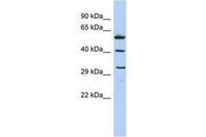 Image no. 1 for anti-C1q and Tumor Necrosis Factor Related Protein 7 (C1QTNF7) (AA 143-192) antibody (ABIN6743642) (CTRP7 anticorps  (AA 143-192))