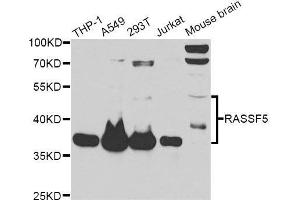 Western blot analysis of extracts of various cell lines, using RASSF5 antibody. (RASSF5 anticorps  (AA 1-265))