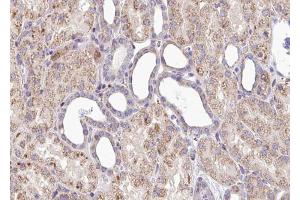 ABIN6267539 at 1/100 staining human Kidney tissue sections by IHC-P.