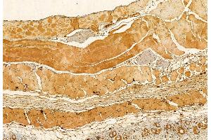 ABIN6265100 and ABIN6272929 at 1/100 staining Mouse skin tissue by IHC-P. (SKAP2 anticorps  (C-Term))