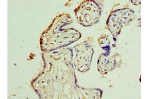 Immunohistochemistry of paraffin-embedded human placenta tissue using ABIN7168382 at dilution of 1:100