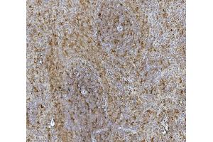 IHC analysis of Hsc70 using anti-Hsc70 antibody (ABIN7601962). (Hsc70 anticorps  (AA 520-614))