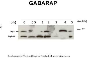 Autophagy is induced by starvationSample: Newborn M. (GABARAP anticorps  (N-Term))