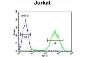 Flow cytometric analysis of Jurkat cells (right histogram) compared to a negative control cell (left histogram) using PRUNE  Antibody , followed by FITC-conjugated goat-anti-rabbit secondary antibodies. (PRUNE anticorps  (C-Term))