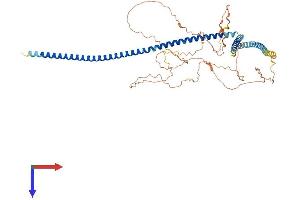 AlphaFold protein structure predicition of Mouse Recombinant Six6os1 Protein, UniprotID Q9CTN5