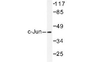 Image no. 1 for anti-Jun Proto-Oncogene (JUN) antibody (ABIN272013) (C-JUN anticorps)