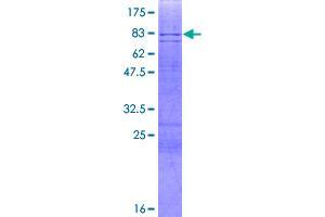 Image no. 1 for Amylase, alpha 2B (Pancreatic) (AMY2B) (AA 1-511) protein (GST tag) (ABIN1345019)