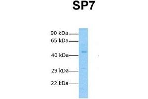 Host:  Rabbit  Target Name:  SP7  Sample Tissue:  Human Fetal Lung  Antibody Dilution:  1. (SP7 anticorps  (N-Term))