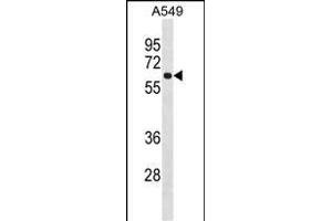 FCRL1 Antibody (C-term) (ABIN1537204 and ABIN2849932) western blot analysis in A549 cell line lysates (35 μg/lane). (FCRL1 anticorps  (C-Term))