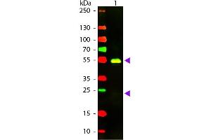 Western blot of Texas conjugated Goat F(ab’)2 Anti-Rabbit IgG Pre-Adsorbed secondary antibody. (Chèvre anti-Lapin IgG (Heavy & Light Chain) Anticorps (Texas Red (TR)) - Preadsorbed)