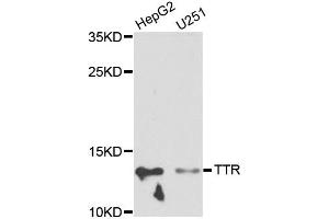 Western blot analysis of extracts of various cell lines, using TTR antibody (ABIN5970470) at 1/1000 dilution. (TTR anticorps)