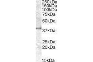 Apolipoprotein L, 6 (APOL6) peptide