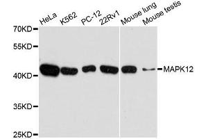 Western blot analysis of extracts of various cell lines, using MAPK12 antibody. (MAPK12 anticorps  (AA 248-367))