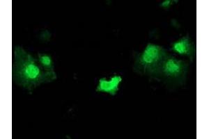 Immunofluorescent staining of COS7 cells transiently transfected by pCMV6-ENTRY STAT5A with STAT5A monoclonal antibody, clone 9F7 . (STAT5A anticorps)