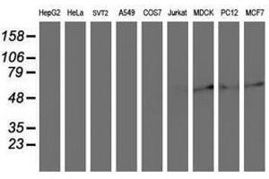 Image no. 2 for anti-Archain 1 (ARCN1) antibody (ABIN1497571)