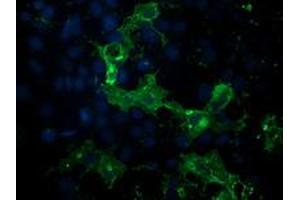 Anti-PDE2A mouse monoclonal antibody (ABIN2454149) immunofluorescent staining of COS7 cells transiently transfected by pCMV6-ENTRY PDE2A (RC207219). (PDE2A anticorps)
