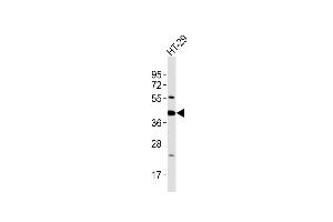 Anti-GNAI3 Antibody at 1:2000 dilution + HT-29 whole cell lysates Lysates/proteins at 20 μg per lane.