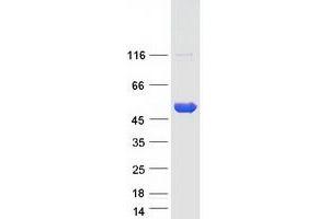 Validation with Western Blot