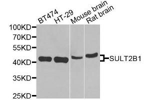 Western blot analysis of extracts of various cell lines, using SULT2B1 antibody. (SULT2B1 anticorps  (AA 1-365))