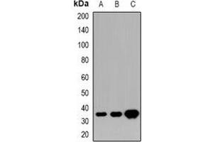 Western blot analysis of HOXD13 expression in U87MG (A), mouse brain (B), rat brain (C) whole cell lysates.