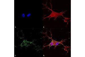 Immunocytochemistry/Immunofluorescence analysis using Mouse Anti-Synaptotagmin-7 Monoclonal Antibody, Clone S275-14 (ABIN2482944).