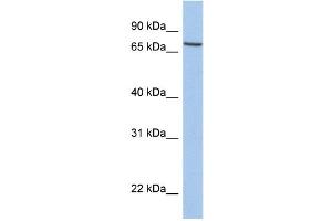 WB Suggested Anti-SLC20A1 Antibody Titration:  0. (SLC20A1 anticorps  (C-Term))