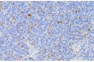 Immunohistochemistry of paraffin-embedded Mouse spleen using CD3E Antigen Polyclonal Antibody at dilution of 1:100 (40x lens). (CD3 epsilon anticorps)