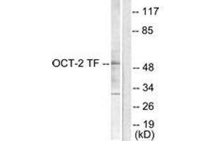Western blot analysis of extracts from COS7 cells, using OCT2 Antibody. (Oct-2 anticorps  (AA 1-50))
