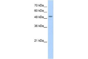STK11 antibody used at 1. (LKB1 anticorps  (N-Term))