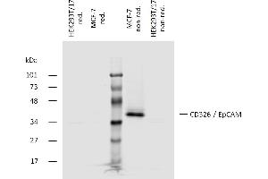 Western blotting analysis of human CD326 (EpCAM) using mouse monoclonal antibody 323/A3 on lysates of MCF-7 cell line and HEK293T/17 cell line (CD326 non-expressing cell line, negative control) under non-reducing and reducing conditions. (EpCAM anticorps)