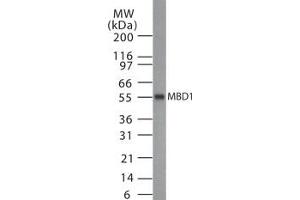 Western Blotting (WB) image for anti-Methyl-CpG Binding Domain Protein 1 (MBD1) (AA 98-113) antibody (ABIN208588) (MBD1 anticorps  (AA 98-113))