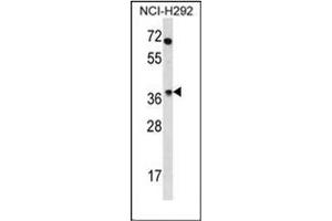 Western blot analysis of OR4N2 Antibody (N-term) in NCI-H292 cell line lysates (35ug/lane). (OR4N2 anticorps  (N-Term))