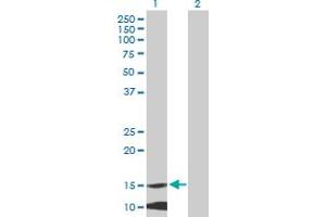 Western Blot analysis of MRPL42 expression in transfected 293T cell line by MRPL42 MaxPab polyclonal antibody.