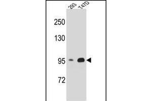 CTNNB1 Antibody (N-term) A western blot analysis in 293,T47D cell line lysates (35 μg/lane). (CTNNB1 anticorps  (N-Term))