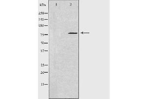 Western blot analysis of extracts from NIH/3T3 cells, using GNE antibody. (GNE anticorps)