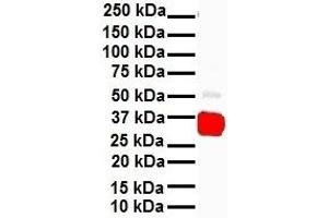 WB Suggested Anti-HHEX antibody Titration: 1 ug/mL Sample Type: Human heart