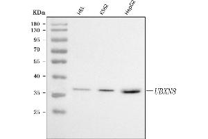 Western blot analysis of UBXN8 using anti-UBXN8 antibody (ABIN7600091).