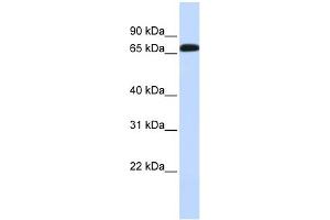 WB Suggested Anti-SLC6A1 Antibody Titration:  0. (SLC6A1 anticorps  (Middle Region))