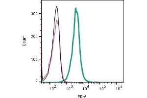 Cell surface detection of CALCRL by direct flow cytometry in live intact human KU812 basophilic leukemia cell line: + Rabbit IgG isotype control-PE. (CALCRL anticorps  (Extracellular) (PE))