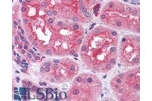 AP31109PU-N PREP antibody staining of Paraffin Embedded Human Kidney at 3. (PREP anticorps  (Internal Region))