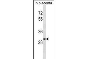 OR5B12 Antibody (C-term) (ABIN1536620 and ABIN2843880) western blot analysis in human placenta tissue lysates (35 μg/lane). (OR5B12 anticorps  (C-Term))