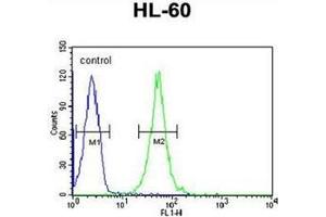 Flow cytometric analysis of HL-60 cells using RGR Antibody  (right histogram) compared to a negative control cell (left histogram). (RGR anticorps  (Middle Region))