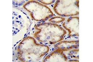 CUX1 antibody immunohistochemistry analysis in formalin fixed and paraffin embedded human kidney tissue.