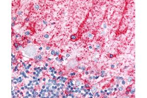 Anti-SLC1A3 / GLAST antibody IHC of human brain, cerebellum, molecular layer and Purkinje layer.