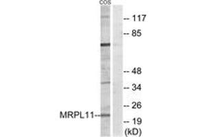Western Blotting (WB) image for anti-Mitochondrial Ribosomal Protein L11 (MRPL11) (AA 21-70) antibody (ABIN2890046) (MRPL11 anticorps  (AA 21-70))