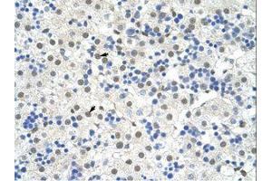 Image no. 1 for anti-NOBOX Oogenesis Homeobox (NOBOX) (AA 37-86) antibody (ABIN6736252)