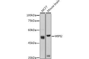Western blot analysis of extracts of various cell lines, using WIPI2 antibody (ABIN6133278, ABIN6150223, ABIN6150225 and ABIN6223441) at 1:1000 dilution. (WIPI2 anticorps  (AA 187-436))